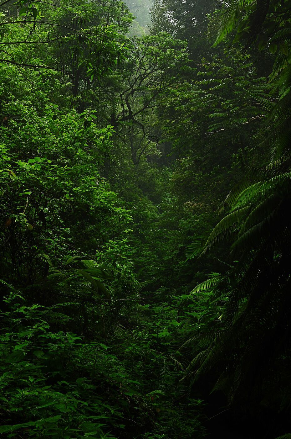 Camping Responsibly at Situ Gunung