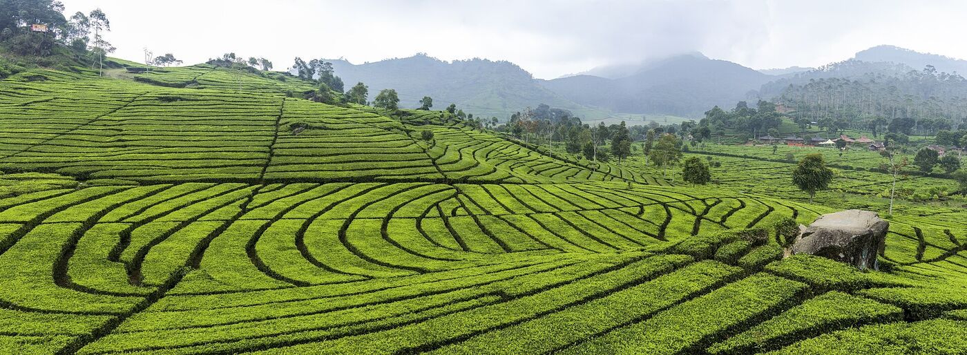 Freshwater Ecosystems & the Springs of Bogor