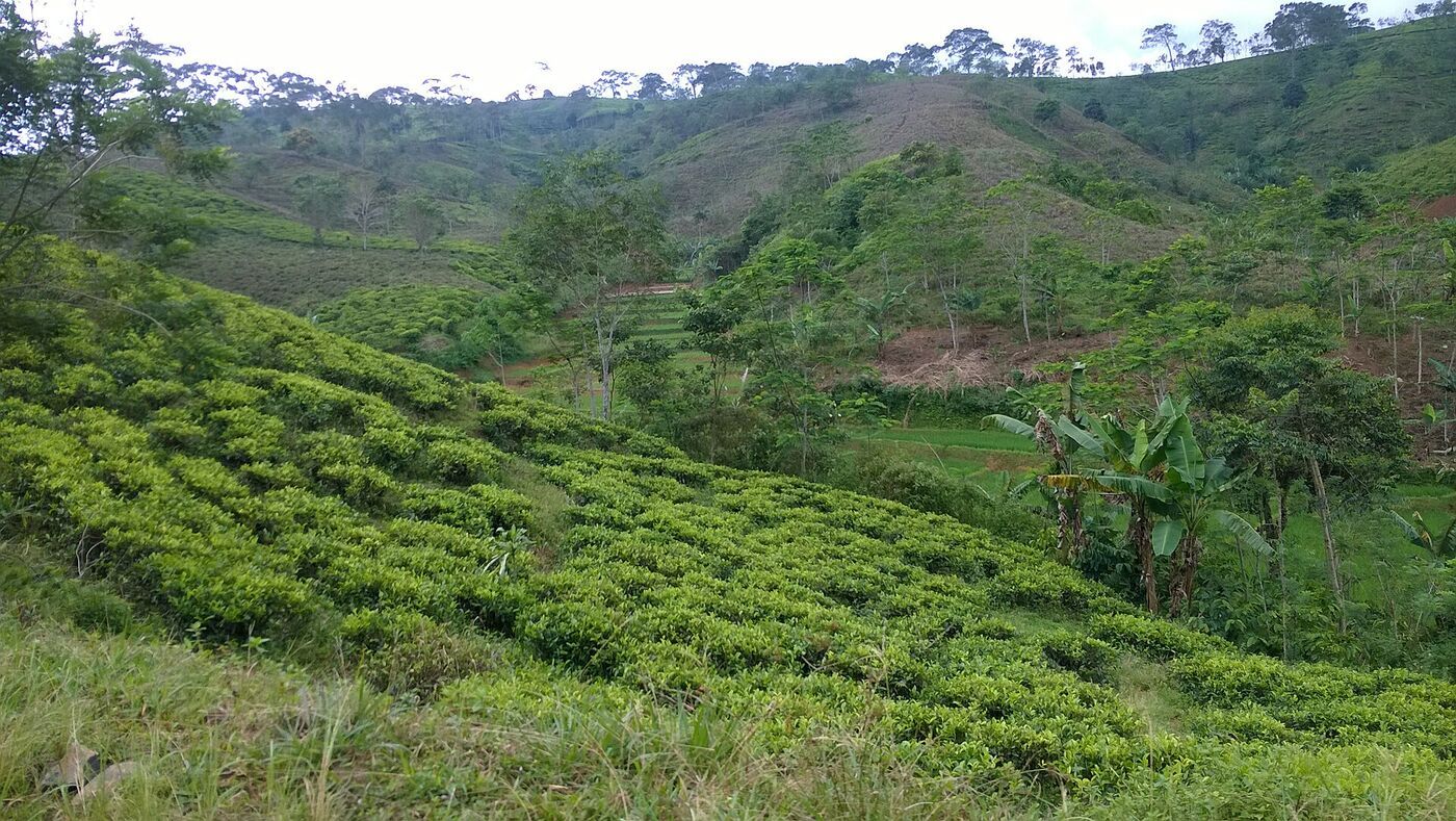A Jamu & Medicinal-Plants Walk: Sundanese Herbal Heritage